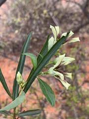 Stomatostemma monteiroae
