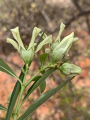 Stomatostemma monteiroae