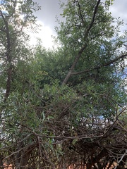 Stomatostemma monteiroae