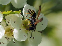 Gymnomerus laevipes