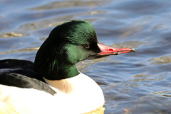 Mergus merganser