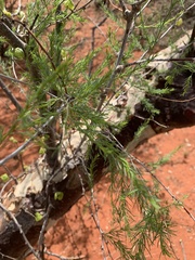Asparagus aspergillus