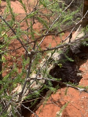 Asparagus aspergillus