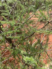 Asparagus aspergillus