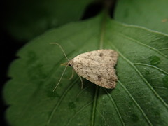 Anachrostis nigripunctalis