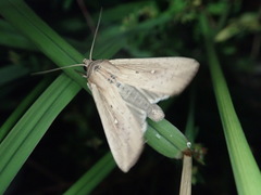 Mythimna sicula striata