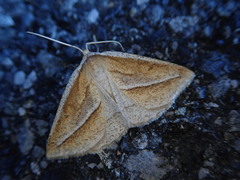 Chariaspilates formosaria