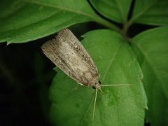 Athetis dissimilis