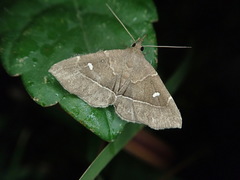 Cidariplura gladiata
