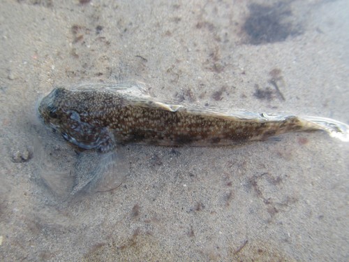 Brown goby (Bathygobius fuscus) — Gobiidae — 5