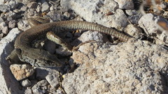 Aspidoscelis maximus