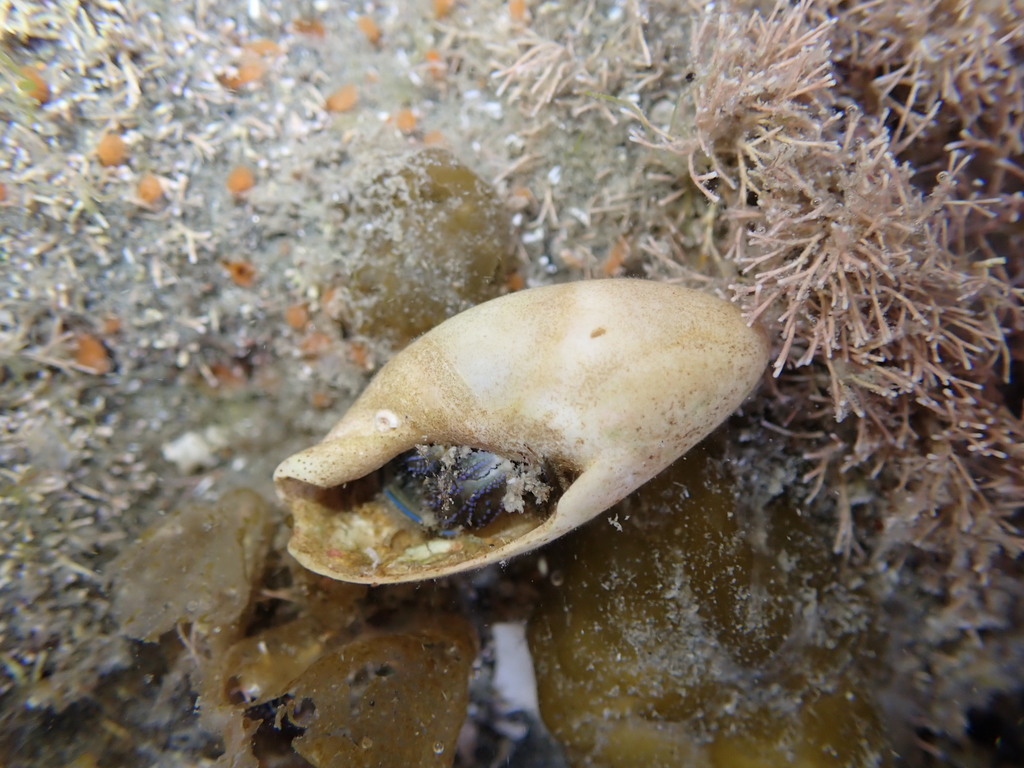Amalda mucronata