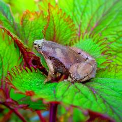 Microhyla gadjahmadai