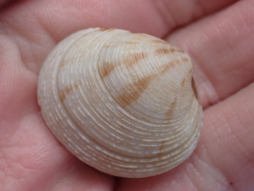 Dosina mactracea (Broderip, 1835)