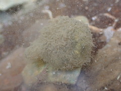 Flabelligera bicolor