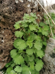 Pseudodictamnus undulatus