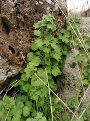 Pseudodictamnus undulatus