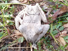 Polypedates pseudotilophus