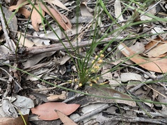 Lomandra brevis