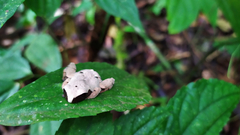 Theloderma licin