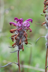 Pedicularis sudetica interior