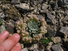 Physaria didymocarpa