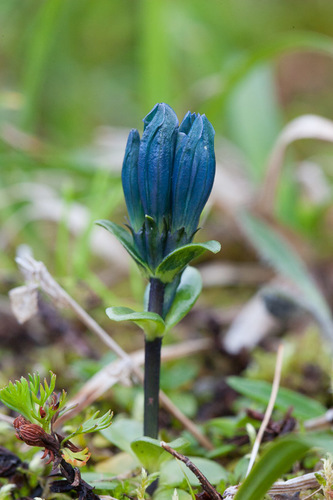 Gentiana glauca iNat (3)