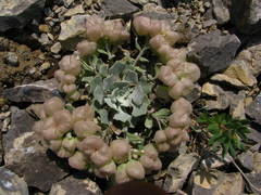 Physaria didymocarpa