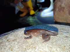 Leptobrachium