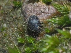 Chaetophora spinosa