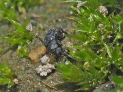 Chaetophora spinosa