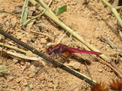 Crocothemis