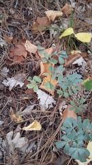 Coronilla coronata