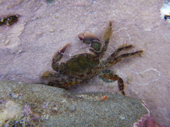 Pachygrapsus