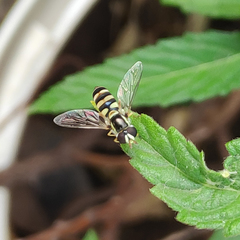Ischiodon