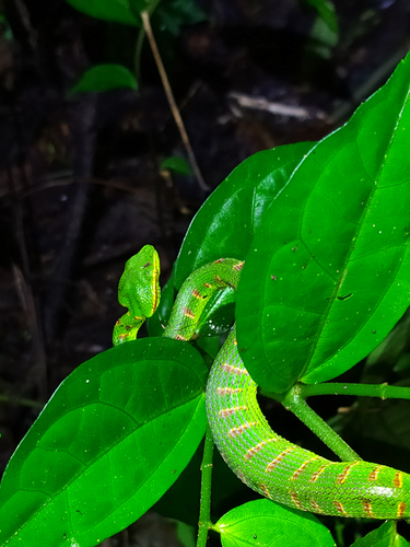 Photo of a Wagler's Pit Viper (Tropidolaemus wagleri)