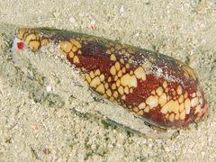 Conus episcopatus