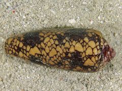 Conus episcopatus