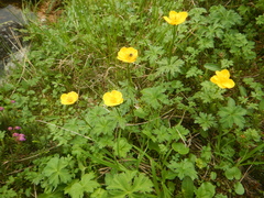 Trollius