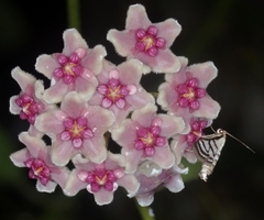 Ravanoa xiphialis