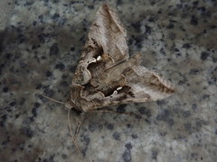 Autographa nigrisigna