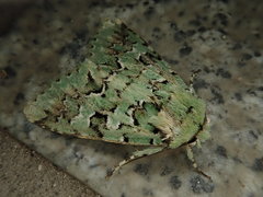 Daseochaeta viridis