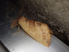 Himeropteryx miraculosa