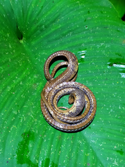 Aplopeltura boa
