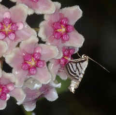 Ravanoa xiphialis