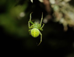 Araneus psittacinus