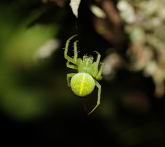 Araneus psittacinus