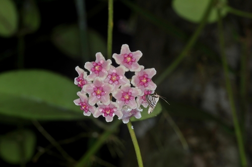 Hoya diversifolia Blume
