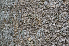 Draco maculatus haasei