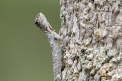 Draco maculatus haasei